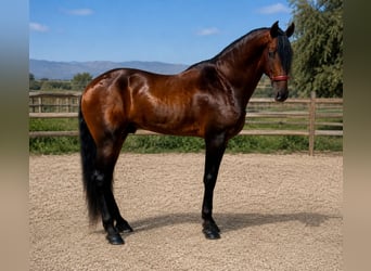 PRE Mix, Hengst, 5 Jahre, 180 cm, Brauner