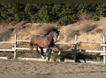 PRE, Hengst, 5 Jahre, 65 cm, Schimmel