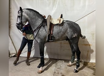 PRE Mix, Hengst, 5 Jahre, Schimmel