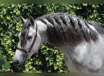 PRE Mix, Hengst, 6 Jaar, 157 cm, Appelschimmel