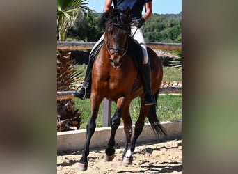 PRE Mix, Hengst, 6 Jaar, 157 cm, Bruin