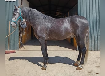 PRE, Hengst, 6 Jaar, 158 cm, Appelschimmel