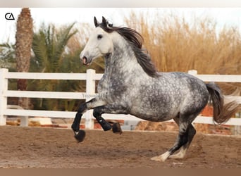 PRE, Hengst, 6 Jaar, 158 cm, Appelschimmel