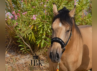 PRE, Hengst, 6 Jaar, 158 cm, Falbe