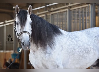 PRE, Hengst, 6 Jaar, 158 cm, Schimmel