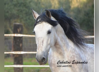 PRE, Hengst, 6 Jaar, 158 cm, Schimmel