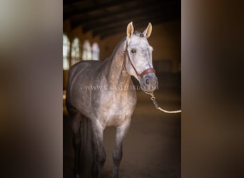 PRE, Hengst, 6 Jaar, 159 cm, Blauwschimmel