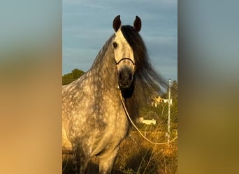 PRE Mix, Hengst, 6 Jaar, 160 cm, Appelschimmel