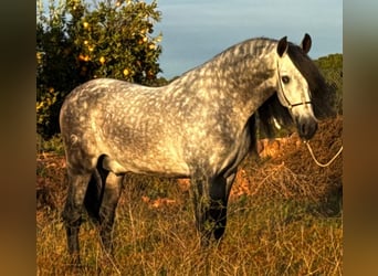 PRE Mix, Hengst, 6 Jaar, 160 cm, Appelschimmel