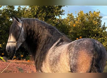 PRE Mix, Hengst, 6 Jaar, 160 cm, Appelschimmel