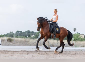 PRE Mix, Hengst, 6 Jaar, 160 cm, Bruin