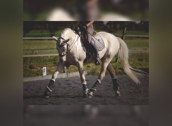 PRE Mix, Hengst, 6 Jaar, 160 cm, Cremello