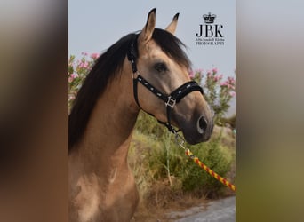 PRE Mix, Hengst, 6 Jaar, 160 cm, Falbe