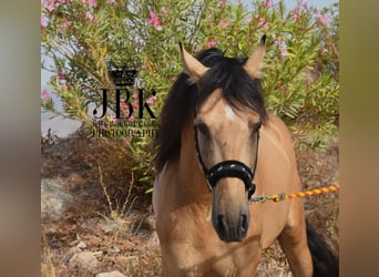 PRE Mix, Hengst, 6 Jaar, 160 cm, Falbe