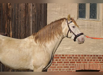 PRE, Hengst, 6 Jaar, 160 cm, Pearl