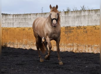 PRE, Hengst, 6 Jaar, 160 cm, Pearl