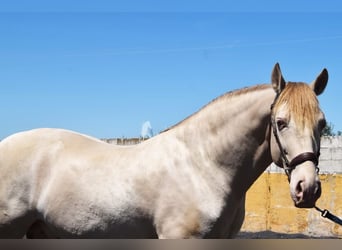 PRE, Hengst, 6 Jaar, 160 cm, Pearl