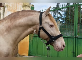 PRE, Hengst, 6 Jaar, 160 cm, Pearl