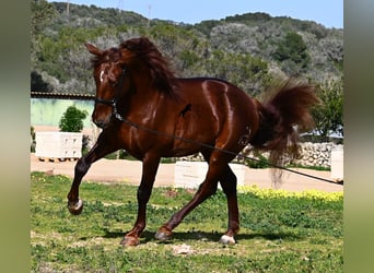 PRE, Hengst, 6 Jaar, 160 cm, Vos