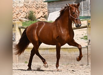 PRE Mix, Hengst, 6 Jaar, 160 cm, Vos