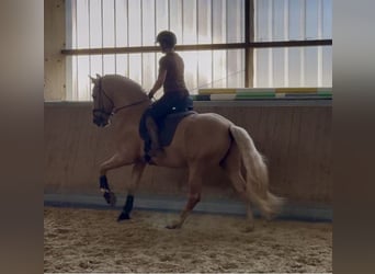 PRE, Hengst, 6 Jaar, 161 cm, Palomino