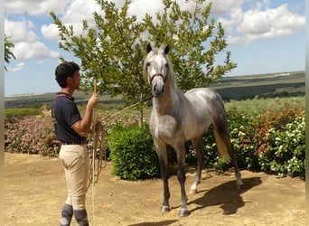 PRE Mix, Hengst, 6 Jaar, 161 cm, Schimmel