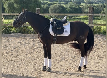 PRE, Hengst, 6 Jaar, 161 cm, Zwart