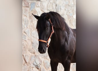 PRE, Hengst, 6 Jaar, 161 cm, Zwart