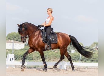 PRE Mix, Hengst, 6 Jaar, 162 cm, Donkerbruin