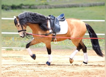 PRE Mix, Hengst, 6 Jaar, 162 cm, Falbe