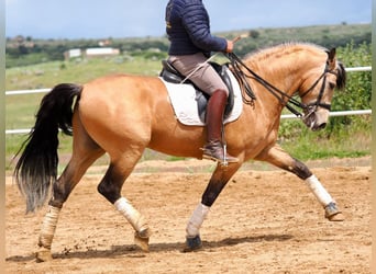 PRE Mix, Hengst, 6 Jaar, 162 cm, Falbe