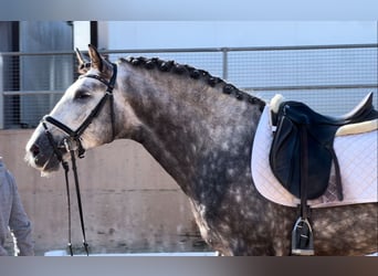 PRE, Hengst, 6 Jaar, 162 cm, Zwartschimmel