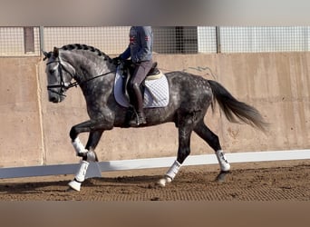 PRE, Hengst, 6 Jaar, 162 cm, Zwartschimmel