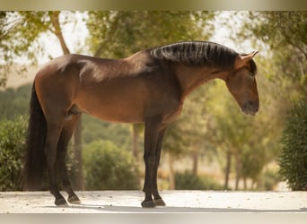 PRE, Hengst, 6 Jaar, 163 cm, Brauner