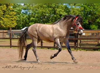 PRE Mix, Hengst, 6 Jaar, 163 cm, Brown Falb schimmel