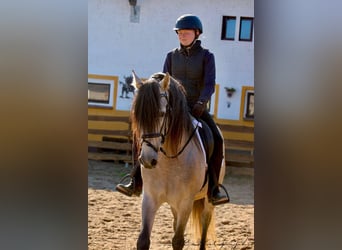 PRE Mix, Hengst, 6 Jaar, 163 cm, Brown Falb schimmel
