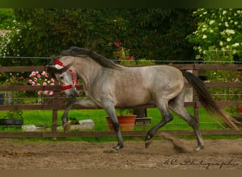 PRE Mix, Hengst, 6 Jaar, 163 cm, Brown Falb schimmel