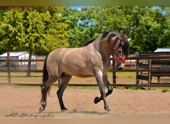 PRE Mix, Hengst, 6 Jaar, 163 cm, Brown Falb schimmel