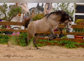 PRE Mix, Hengst, 6 Jaar, 163 cm, Brown Falb schimmel