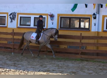PRE Mix, Hengst, 6 Jaar, 163 cm, Brown Falb schimmel