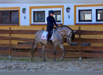 PRE Mix, Hengst, 6 Jaar, 163 cm, Brown Falb schimmel