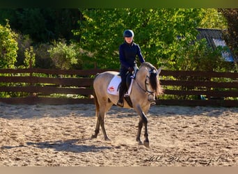 PRE Mix, Hengst, 6 Jaar, 163 cm, Brown Falb schimmel