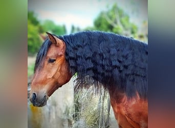 PRE Mix, Hengst, 6 Jaar, 163 cm, Bruin