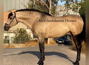 PRE Mix, Hengst, 6 Jaar, 163 cm, Buckskin