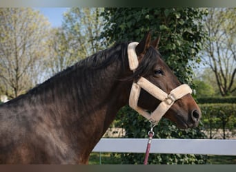 PRE Mix, Hengst, 6 Jaar, 163 cm, Donkerbruin