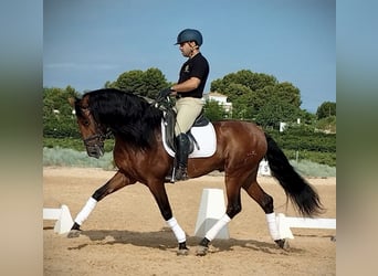 PRE Mix, Hengst, 6 Jaar, 163 cm, Donkerbruin