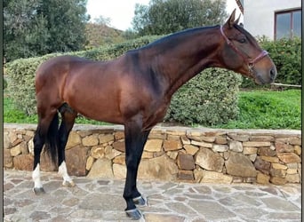 PRE Mix, Hengst, 6 Jaar, 164 cm, Bruin