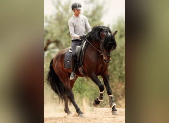PRE Mix, Hengst, 6 Jaar, 164 cm, Donkerbruin