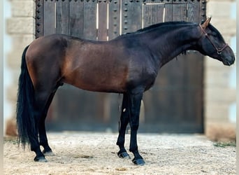 PRE Mix, Hengst, 6 Jaar, 164 cm, Donkerbruin