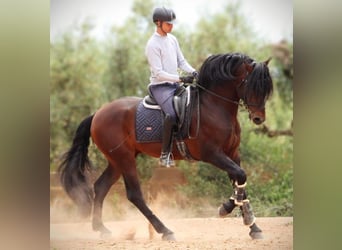PRE Mix, Hengst, 6 Jaar, 164 cm, Donkerbruin